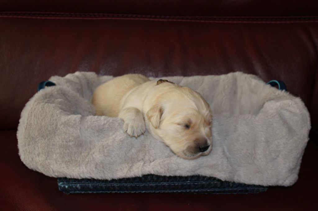 Des Chants De La Campagne - Golden Retriever - Portée née le 09/10/2022